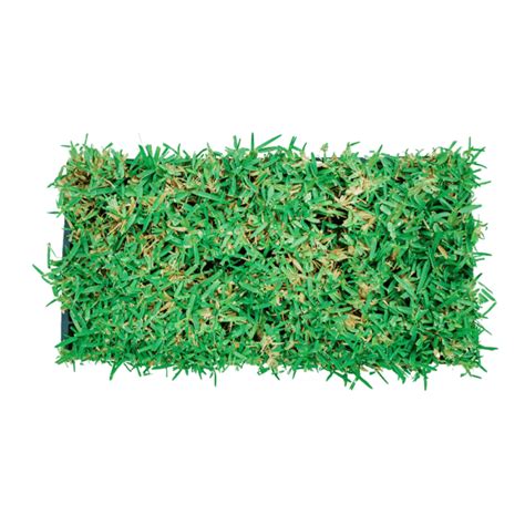 Citrablue St Augustine Grass Plugs Sod Solutions