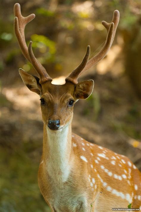 Formosan Sika Deer Extinct In The Wild Exceed 1000 Individuals In