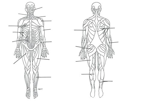 Diagram Of Major Muscles In Human Body Muscle Chart With Most