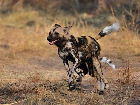 I noticed she breathed heavily when sleeping and talked to my vet, but it's perfectly normal for puppies to do that. Wild Facts Sabi Sabi Private Game Reserve | African Wild Dog