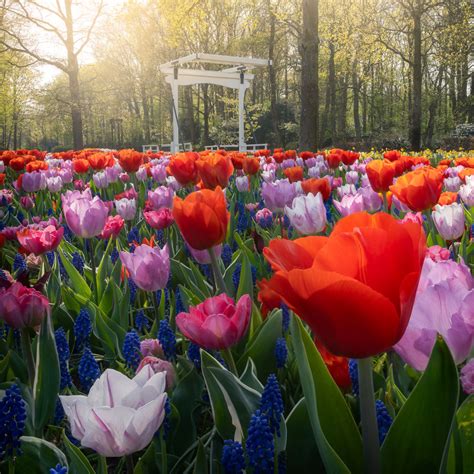 A Quiet Look At Keukenhof The Worlds Most Beautiful Tulip Garden