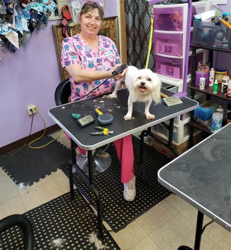 Expert recommended top 3 pet grooming in jacksonville, florida. Amazing Animals Grooming spa - Jacksonville, FL