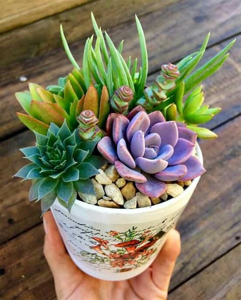 How do you plan on keeping the water differences separate. Pin by wiwisky on decoración | Planting succulents, Indoor ...