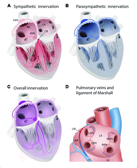 Innervation Of The Cardiac Muscle Including The Cardiac Conduction