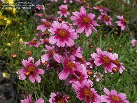 Plantfiles Pictures Coreopsis Pink Tickseed Heavens Gate