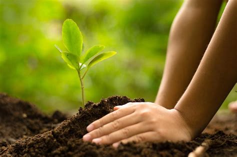 More Useful 10 Tips For Gardening Beginners Bonsai Plants Nursery