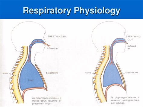 Ppt Respiratory Physiology Powerpoint Presentation Free Download