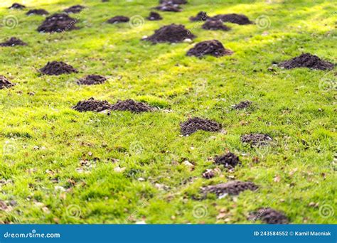 Lawn In The Garden With Mole Hills Stock Photo Image Of Mound Rodent
