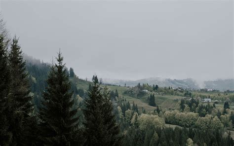 Download Wallpaper 3840x2400 Spruce Trees Grass Forest Fog 4k Ultra