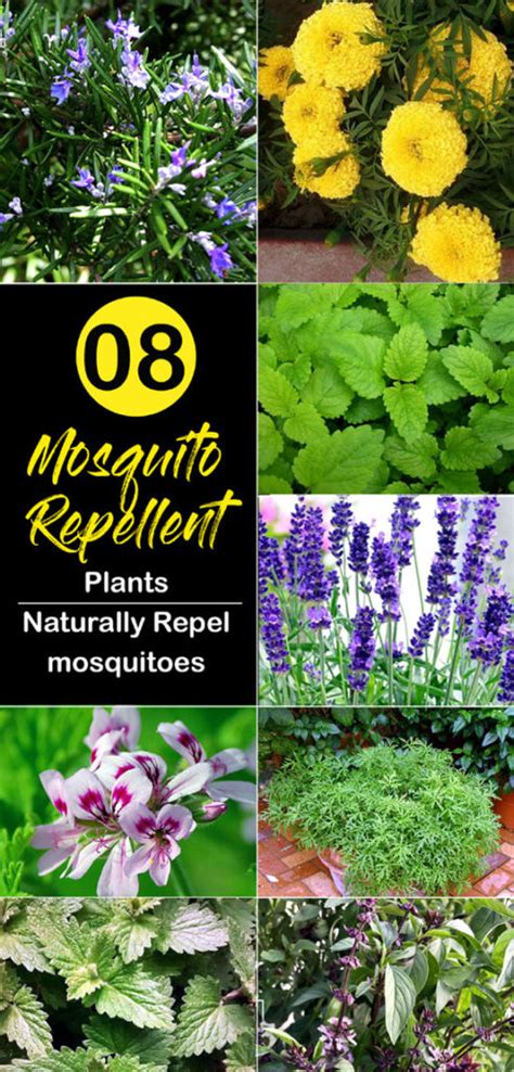 8 best mosquito repellent plants | Repel mosquitoes naturally - Naturebring
