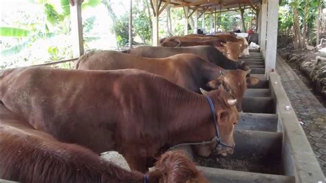 Denah kandang sapi limosin / kandang sapi breeding pembibitan milik bpk marni magetan youtube. TERNAK SAPI SIMENTAL & LIMOSIN - YouTube