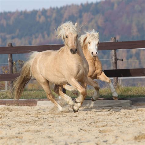 Find photos of welsh pony. Welsh Pony Breed Information and Pictures - PetGuide