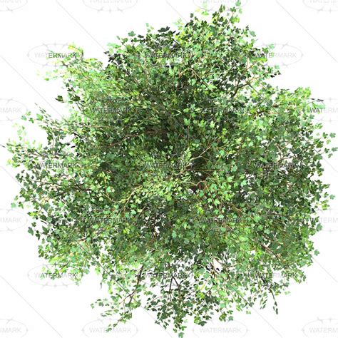 TREES TOP VIEW Buscar Con Google Trees Top View Tree Plan Png