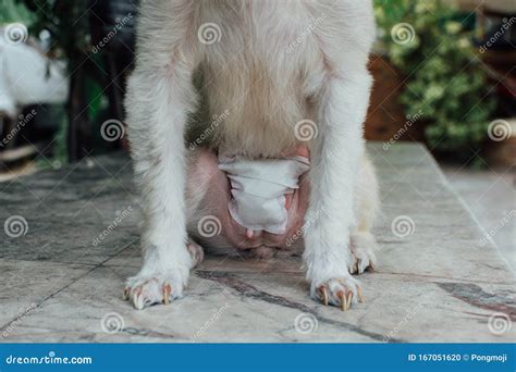 Dog Abdomen Surgery Bandage In Veterinary Clinic Stock Photo Image Of