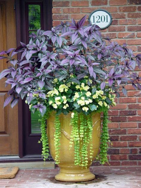 Shade To Part Sun Container Garden With Amaranthus