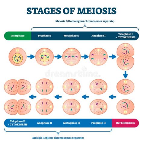 Stages Of Meiosis Vector Illustration Labeled Cell Division Process