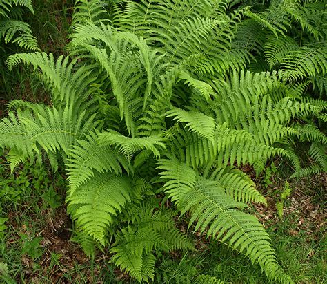 Native Ferns Old The British Pteridological Society
