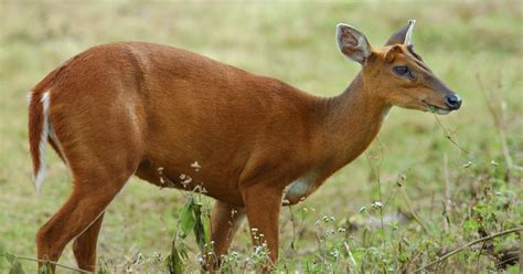 Indian Muntjac Deer Facts And Info Muntiacus Muntjak World Deer