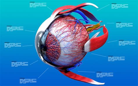 Structure Of Human Eye Human Sense Organs The Five Senses A