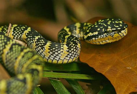 Top 10 Most Venomous Snakes In The World All Time Daily Niti