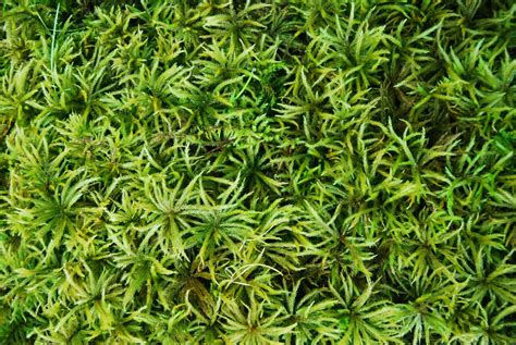 Irish moss (sagina subulata) is one of our most popular plants! Climacium americanum Tray -- Shade or Sun | Moss plant ...