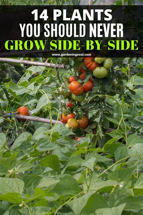 Can Tomatoes And Peppers Be Planted Together Plant Ideas