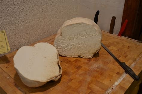 Check spelling or type a new query. Giant Puffball Mushroom | jstookey.com
