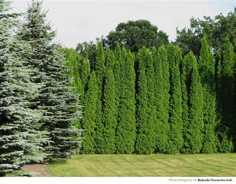This Is A Hardy Selection Of Pyramidal Thuja That Is A Fast Growing