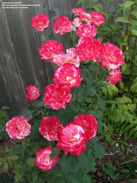 Plantfiles Pictures Hybrid Tea Rose Double Delight Rosa By Paulwhwest