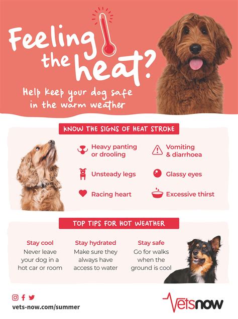 Why Is My Dog Panting And Restless Signs Of Heat Stroke Infographic