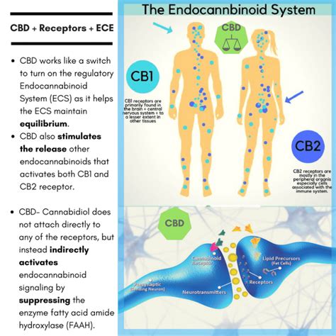 Cbd Receptors Endocannabinoid System Procana