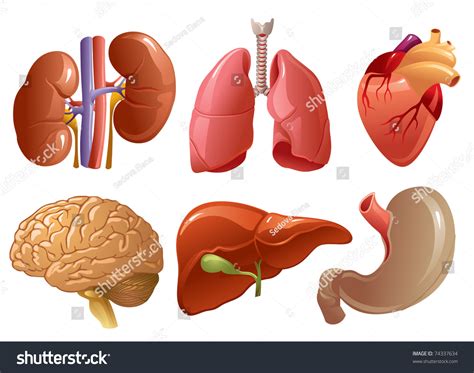 Internal Organs Stock Vector 74337634 Shutterstock