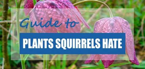 10 Best Plants That Repel Squirrels 2023 Plants Squirrels Hate Pond