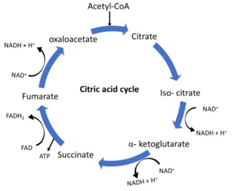 The End Product Of The Krebs Cycle Isapyruvic Acidbcitric Acidc