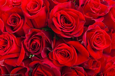 Download Hintergrund Rote Rosen Blumen Roses Freie Desktop Tapeten In
