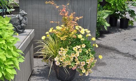 Container Combo With Japanese Maple Petunias African Daisies And