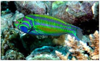 Ikan pertama yang menjadi deretan ikan hias yang hidup pada aquarium tanpa oksigen adalah ikan cupang, karena ikan tersebut merupakan salah satu ikan hias air tawar yang memiliki kekebalan tubuh yang tinggi. 44 Jenis Ikan Laut Hias Aquarium Cantik Harga Termahal