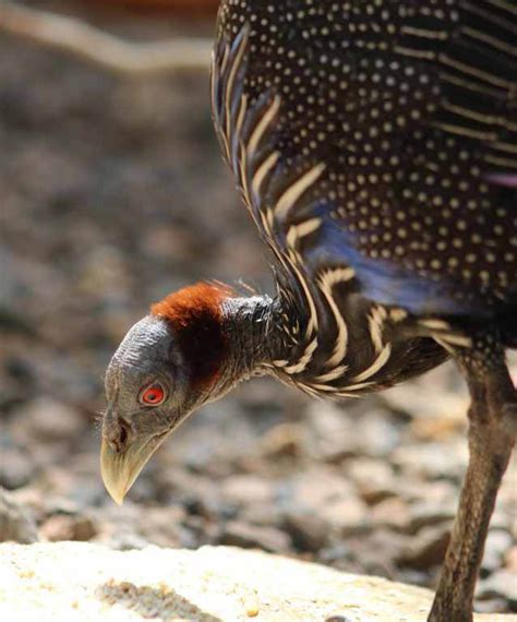Discover The Vulturine Guineafowl Our Animals Indianapolis Zoo