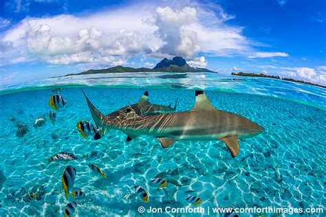 Black Tip Reef Sharks Bora Bora Over The Rhine