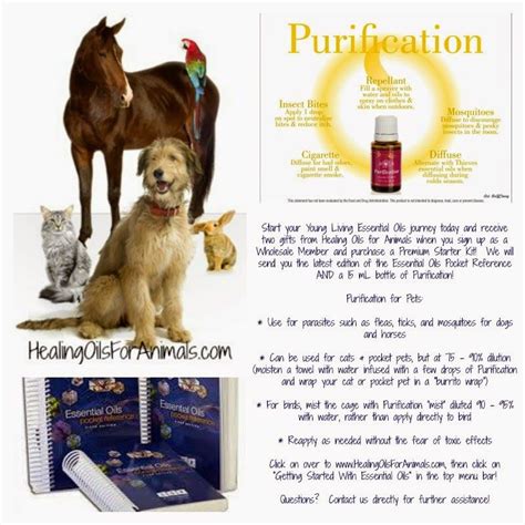 Healing Oils For Animals The Benefits Of Essential Oils For Animals