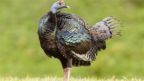 Turkey Description Habitat And Facts Britannica