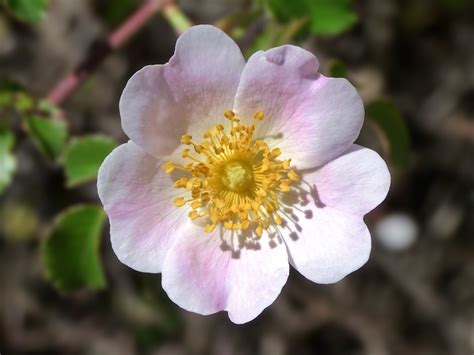 Free Images Blossom Petal Botany Flora Wild Flower Wildflower