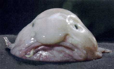 Winnebago and the god class. Blob fish is popular as the unhappy fish in the world ...