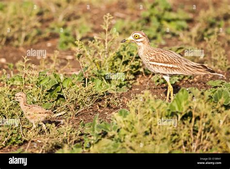 Curlew Chick High Resolution Stock Photography And Images Alamy