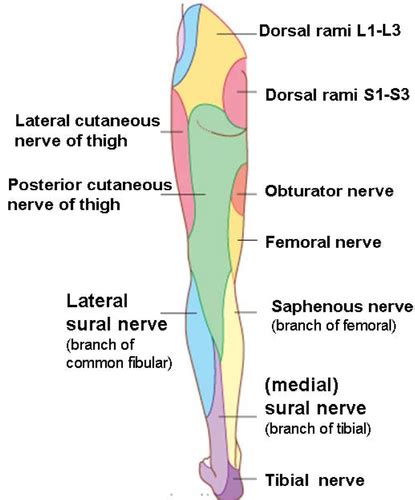 Leg Anterior And Lateral Compartments And Dorsum Of Foot Flashcards