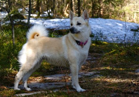 Norwegian Buhund Dog Breed Characteristic Daily And Care Facts