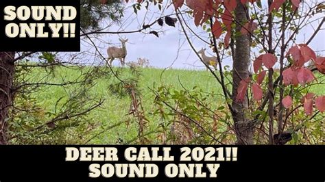Sound Only Young Buck Grunt Deer Call Youtube