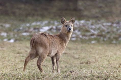 Discover The Vampire Deer Of Asia With Fangs Instead Of Antlers A Z