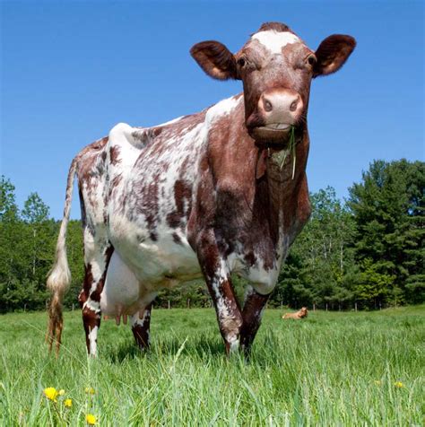 Our Dairy Cows Dairy Cow Breeds Dairy Cow Facts California Dairy