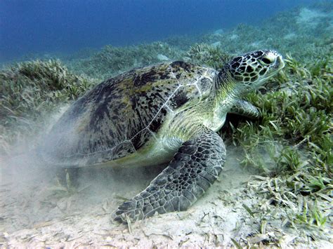 Filegreen Sea Turtle Near Marsa Alam Wikimedia Commons